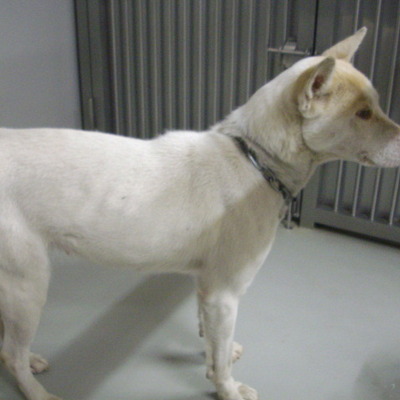 久留米市動物管理センター27065