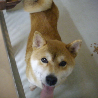久留米市動物管理センター27066