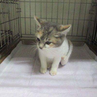 福岡県動物愛護センターNo.6422