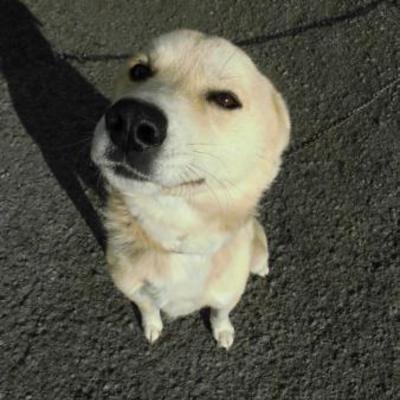 大牟田市動物管理センター（12月15日保護分） 