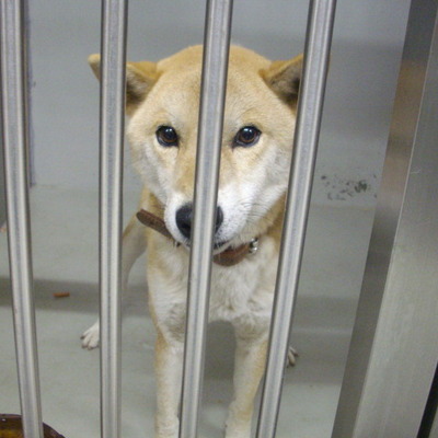 久留米市動物管理センター27069