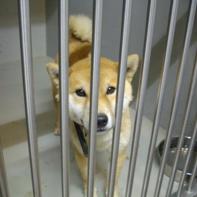 久留米市動物管理センター27071