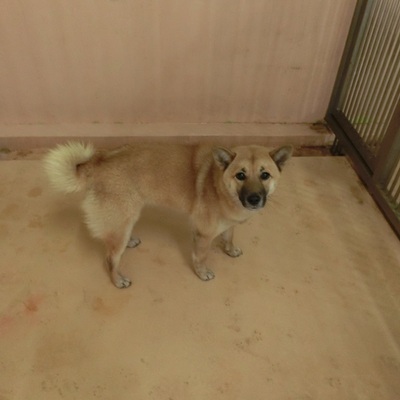 福岡県動物愛護センターNo.6443