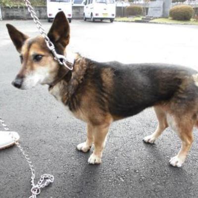 大牟田市動物管理センター（12月22日保護分）