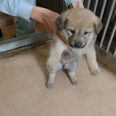 福岡県動物愛護センターNo.6455