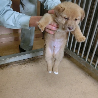 福岡県動物愛護センターNo.6456