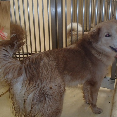 福岡県動物愛護センターNo.6461
