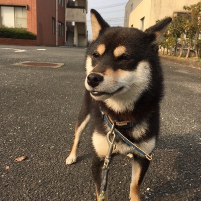 福岡県動物愛護センターNo.6465