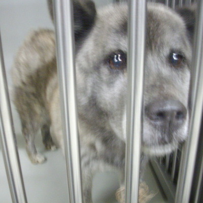 久留米市動物管理センター27073