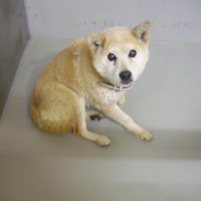 久留米市動物管理センター27074