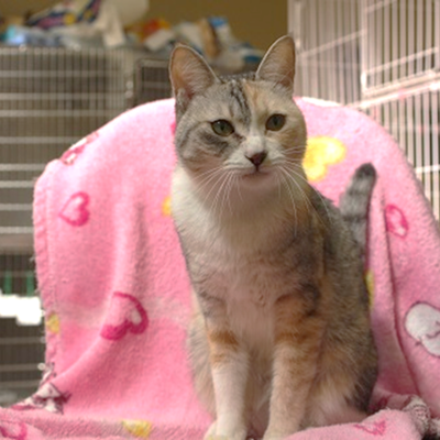 北九州市保健福祉局保健医療部動物愛護センターE15032