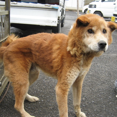 福岡県動物愛護センターNo 6475 