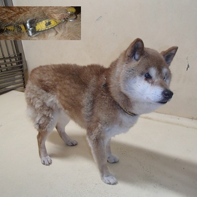 福岡県動物愛護センターNo.6482