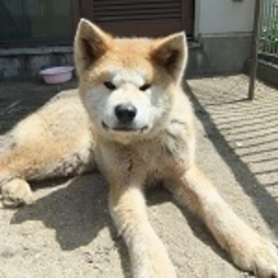 北九州市保健福祉局保健医療部動物愛護センターC15006