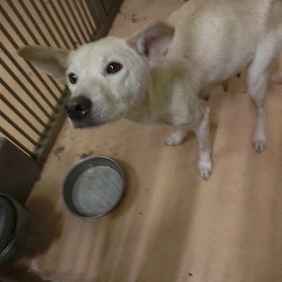 福岡県動物愛護センターNo 6486 