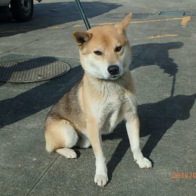 福岡県動物愛護センターNo 6492 