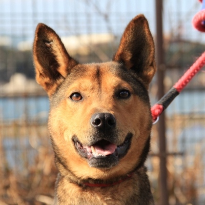 北九州市保健福祉局保健医療部動物愛護センターC14076