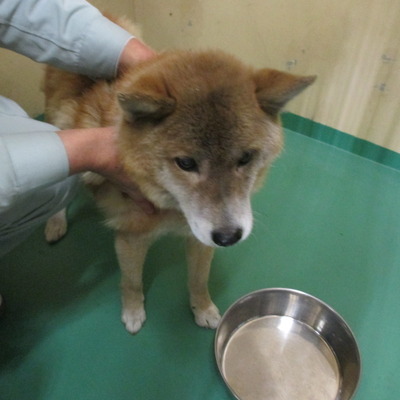 福岡県動物愛護センターNo.6502