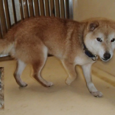 福岡県動物愛護センターNo.6505