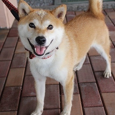 北九州市保健福祉局保健医療部動物愛護センターA24045