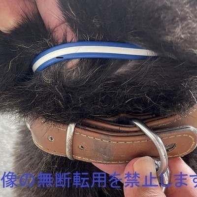 保護犬猫番号：6008