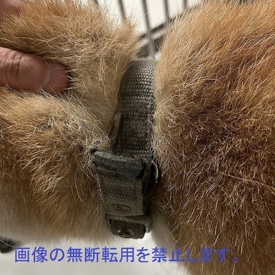 保護犬猫番号  6010