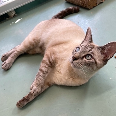 北九州市保健福祉局保健医療部動物愛護センターB24141